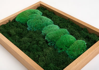 Moosbild aus Ballenmoos und Islandmoos