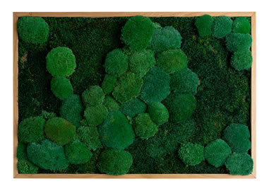 Moosbild aus Kugelmoos und Lappenmoos