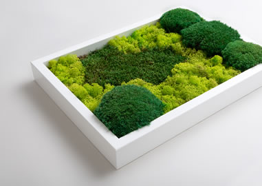 Moosbild mit verschiedenen Moosarten und Farben