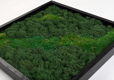 Moosbild mit schwarzem Rahmen